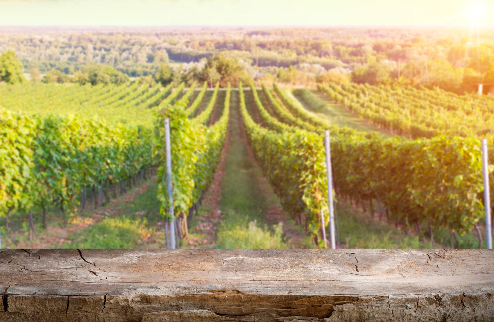 Vinyard with sun setting in background