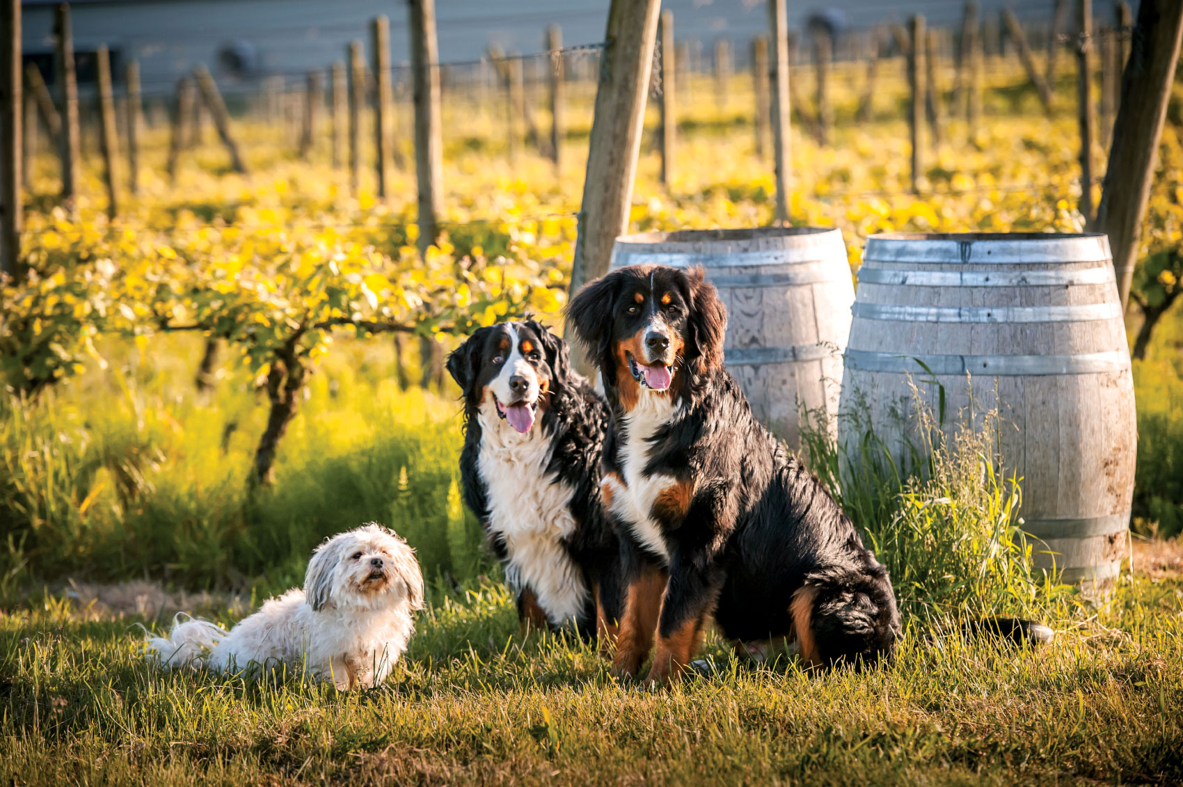 Autumn, Maddy and Dempsey with vineyard and wine barrels in background