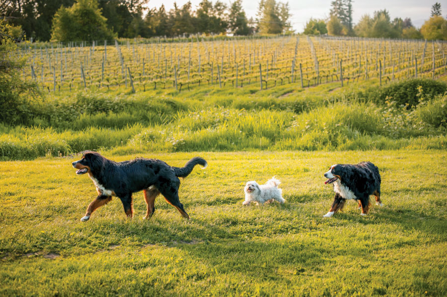 Autumn, Maddy and Dempsey walking in grass