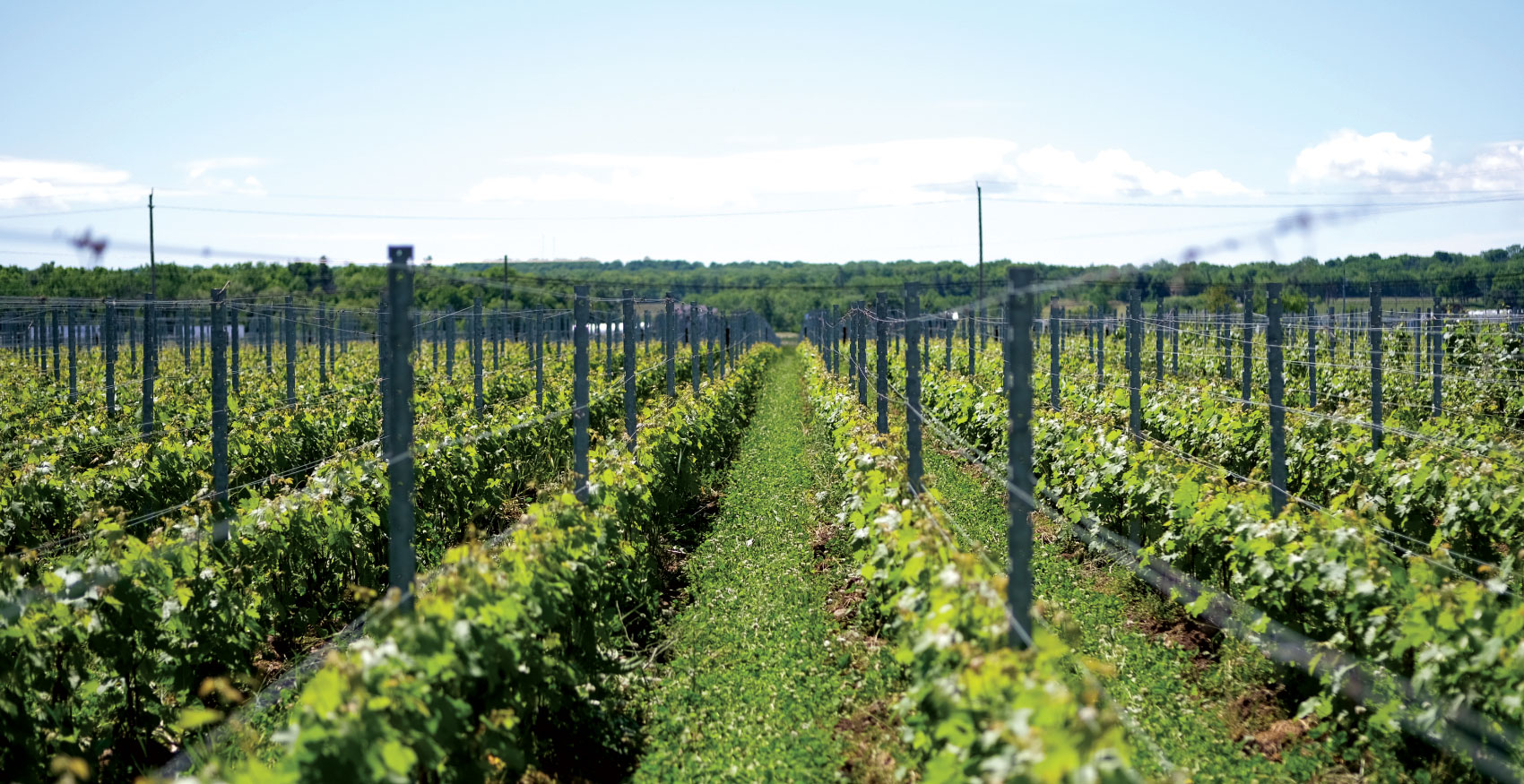 Rows of grapes in vineyard