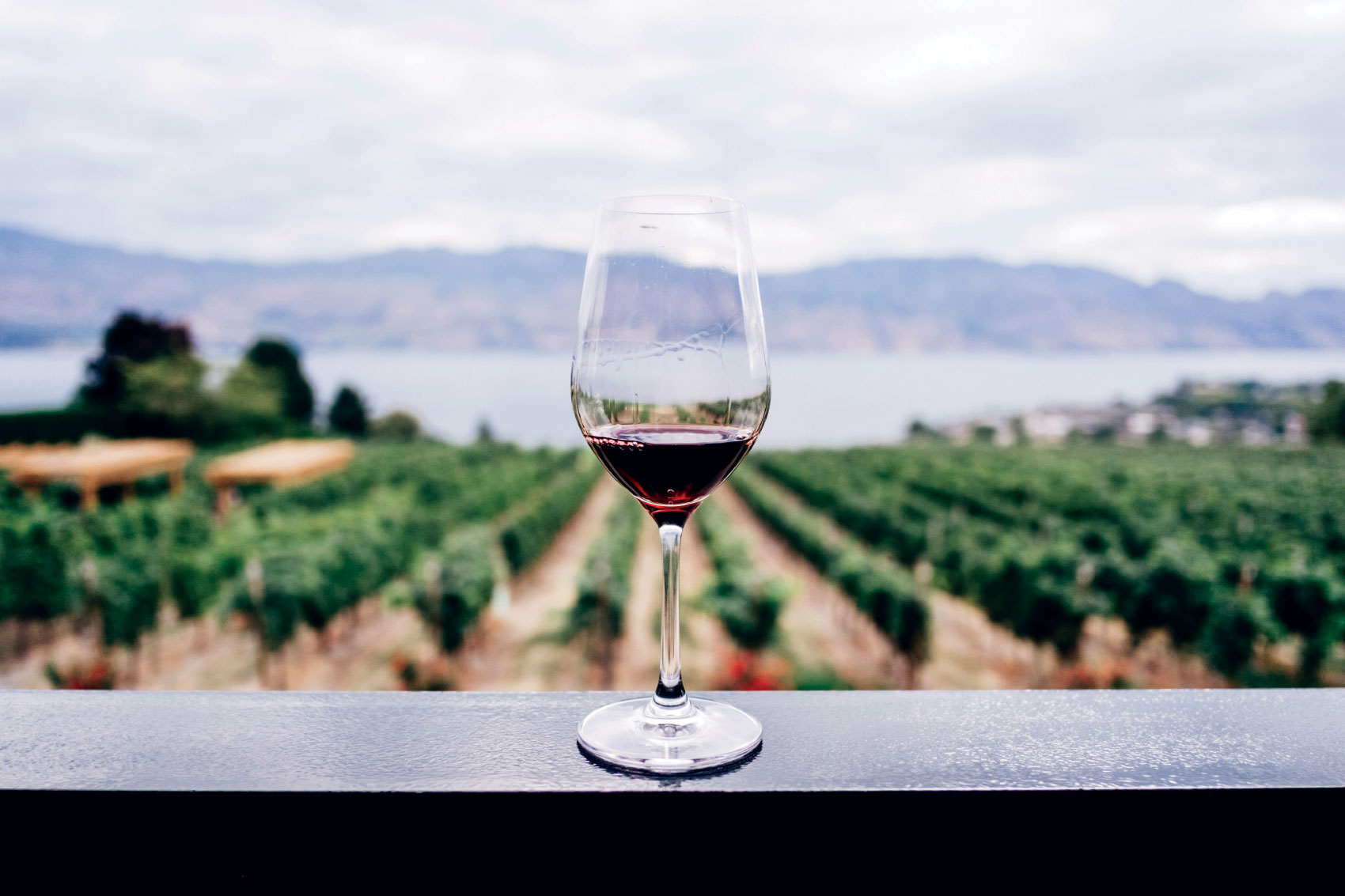 Glass of wine with vineyard in backyard.