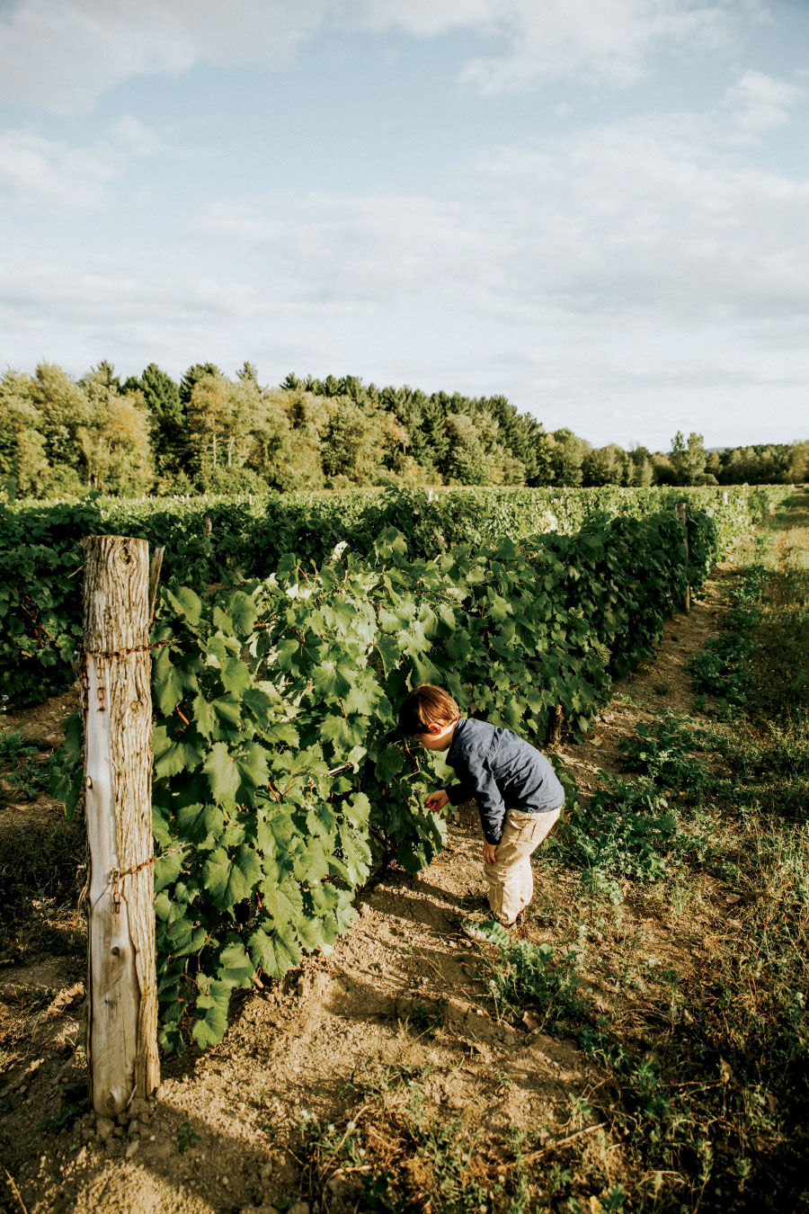 Boy inspecting grapes on vine