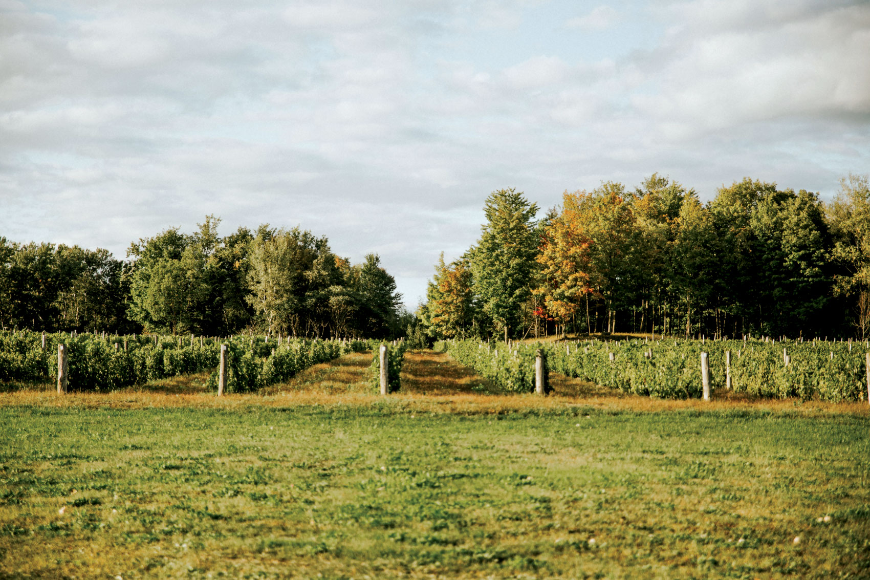 Domaine du Ridge vineyard