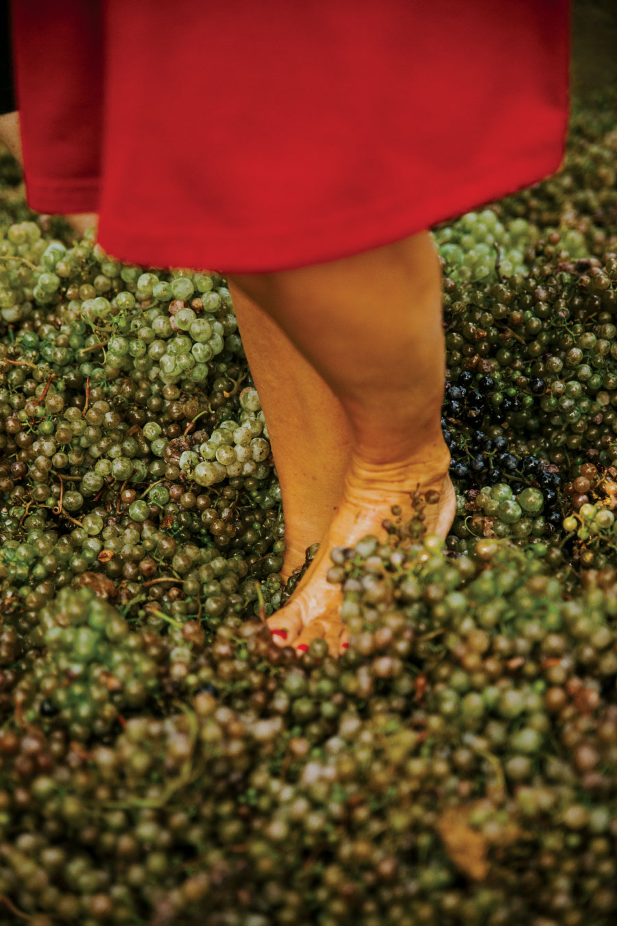 Closeup of feet mashing grapes