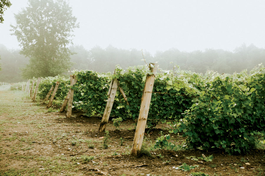 Domaine du Ridge vineyard