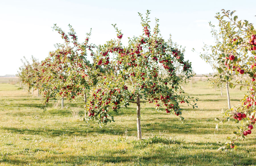 Apples on tree