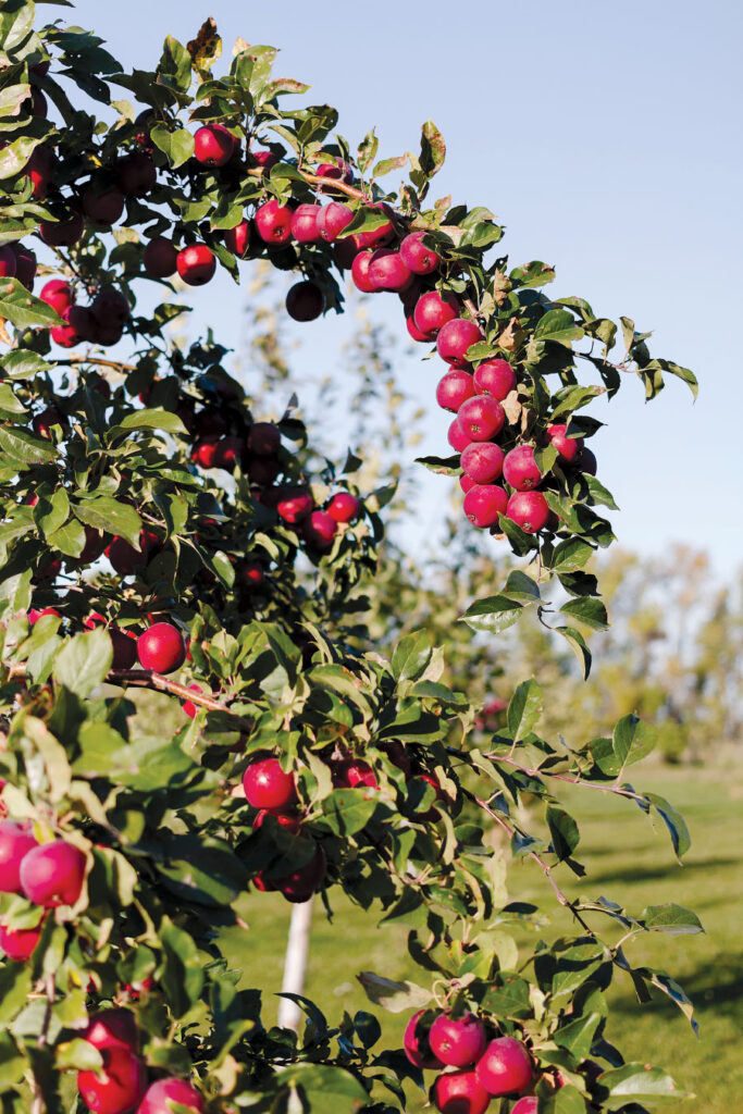 Apples on tree