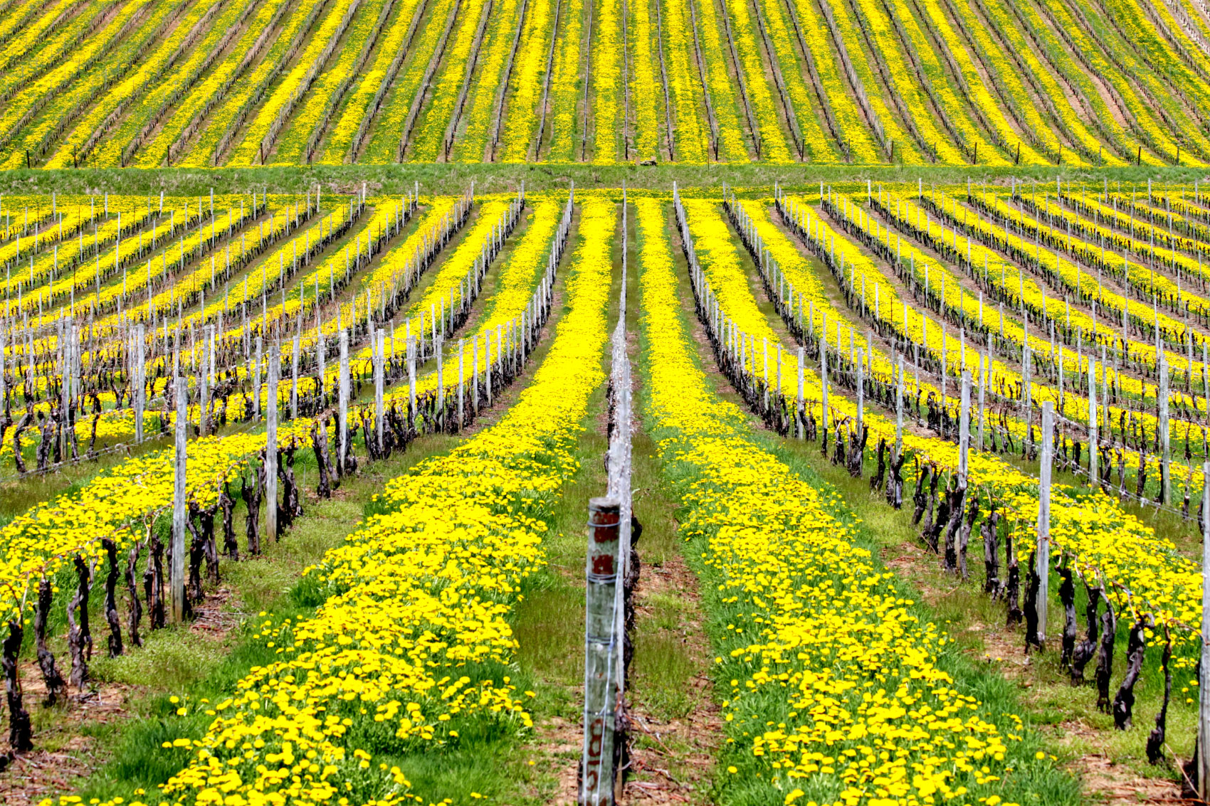 Vineyard and dandelions