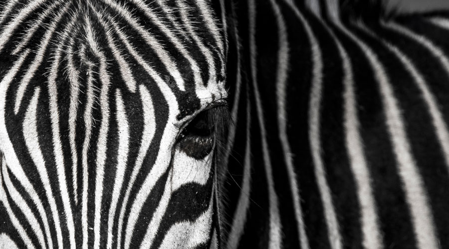 Closeup of zebra